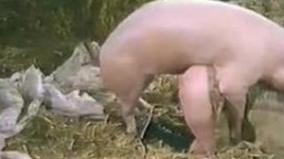 Возбудила свинью своей голой пиздой и трахается зоо порно онлайн