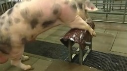 Жирный хряк оплодотворяет свиней на станке зоо порно видео онлайн