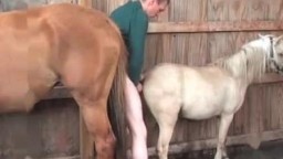Обнаженный зоофил трахает маленькую лошадь в конюшне зоо порно видео