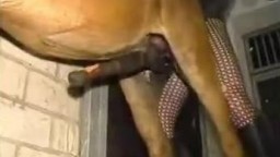 Похотливый зоофил в колготках ебет коня в жопу в зоо порно онлайн