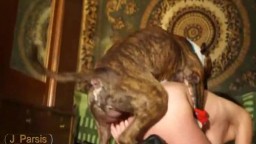 Сисятсая русская девка спаривается с коричневой огромной собакой зоо порно