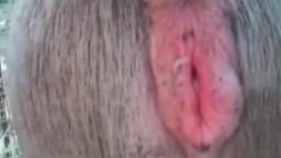 Студент зоофил спустил в пизденку ослице зоо секс видео онлайн