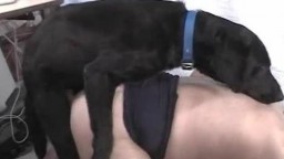 Милый крупный пес слизывает свою сперму с вагины зоофилки смотреть зоо порно