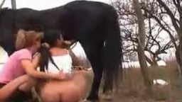 Прекрасное porno zoo девушки с большими попками отсасывают жеребцу