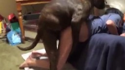 Porn dogs упитанная псина оживленно дрючит в пизду бабу видеоролик зоо частное