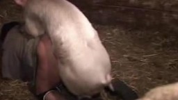 Страстная женщина в сарае трахается с молоденькой свиньей