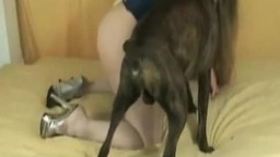 Развратная женщина в чулках дает ебать собаке раком